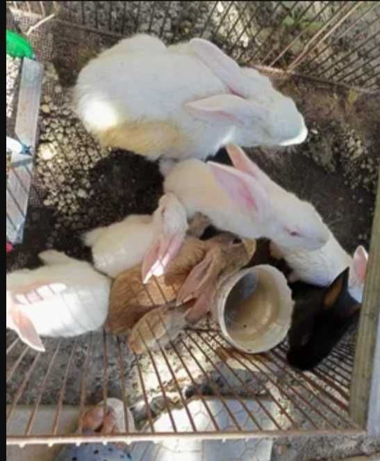 Кролики малыши месячные крупной породы