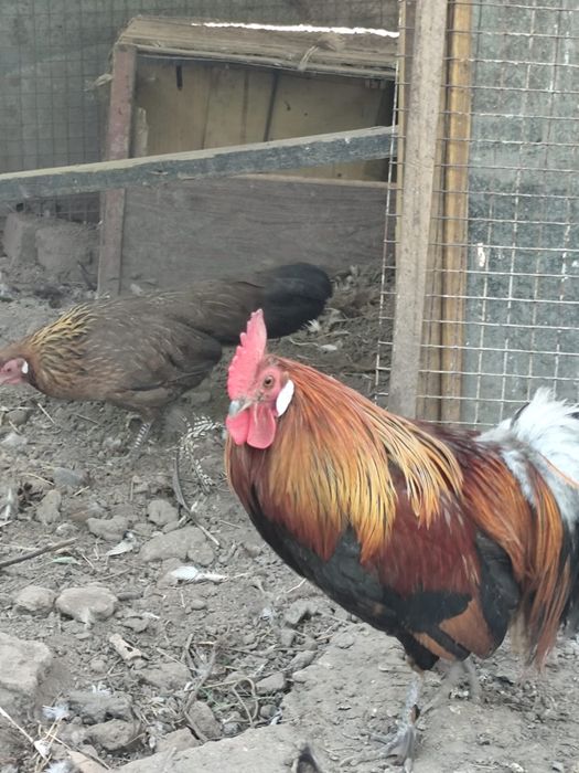 Продам петухов финские