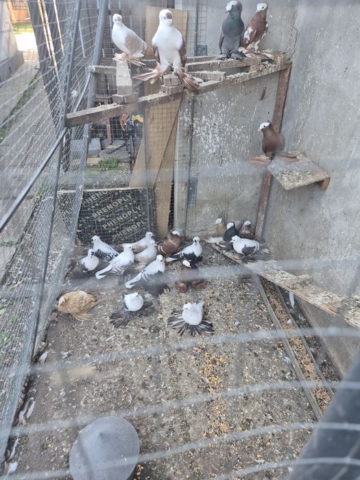 Porumbei Preoți Saxoni și Randunele de Saxonia