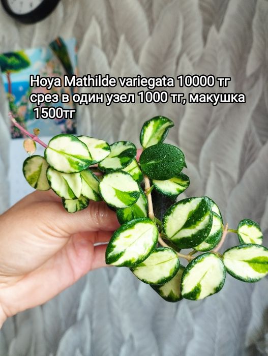 Хойя Матильда, Сильвер доллар, Принцесса Аргентия, цветы