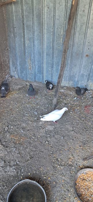 Porumbei de vânzare