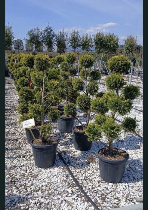 Plante ornamentale-preturi pentru toate buzunarele