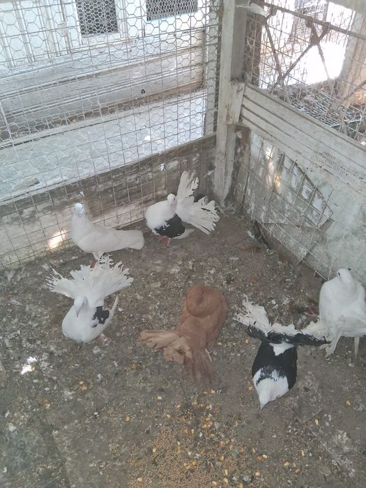 Porumbei.Gaini de rasa,cocosi albi, gaini tara, oua pt incubat