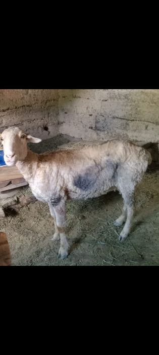 Саулық уш жаста семіз