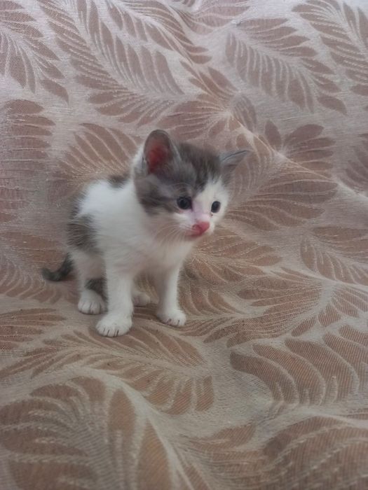 Отдам в добрые руки