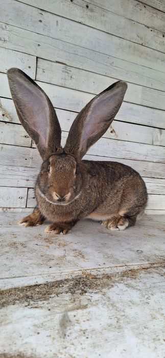 Белгийски великани