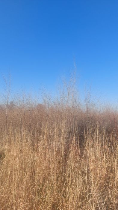 Қарағаш көшеттері