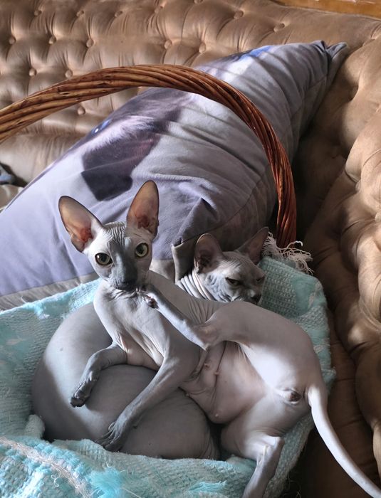 Продам котят канадского сфинкса