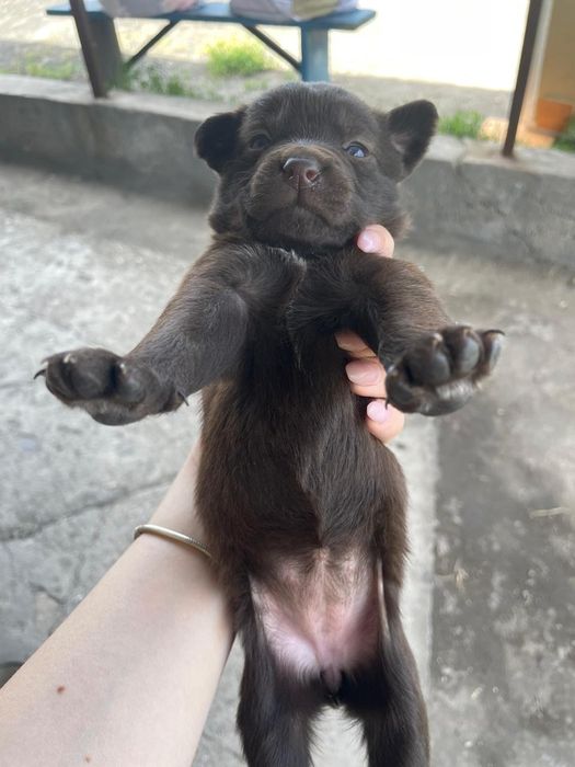 Отдам щенков в хорошие руки