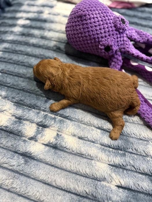 Продается девочка мини той пудель