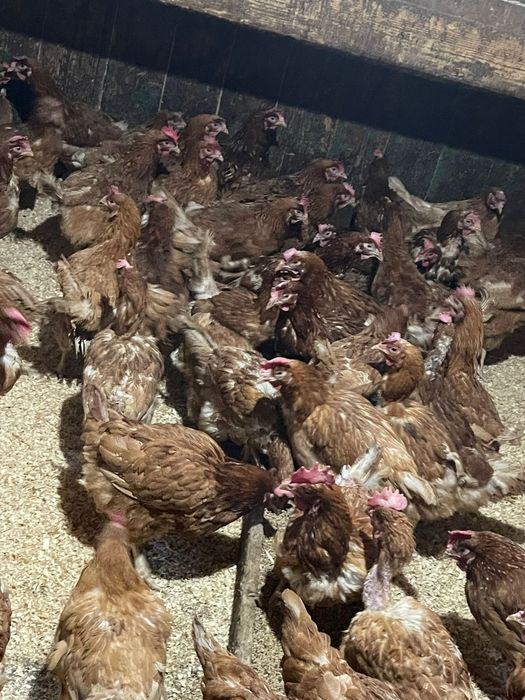 Продаётся куры несушки