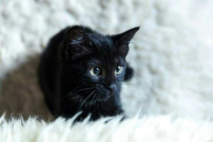 Котёнок в хорошие руки