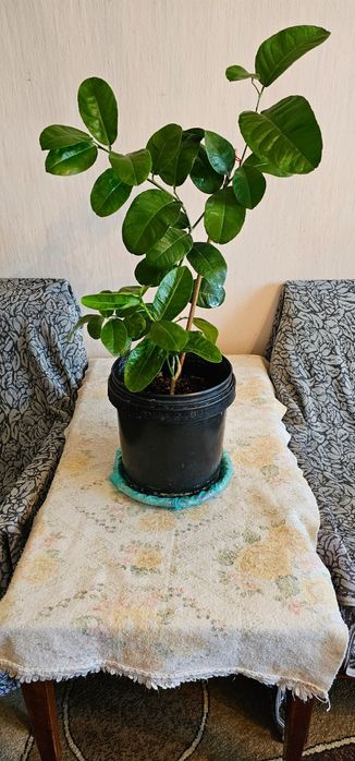 Продам цветы комнатные