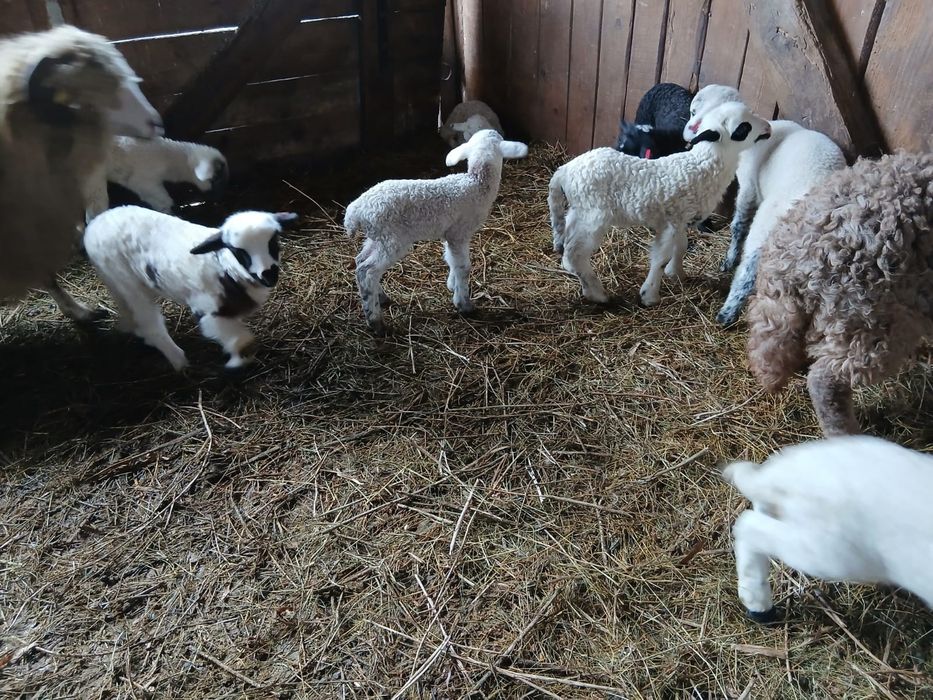 Oi cu miei de vanzare