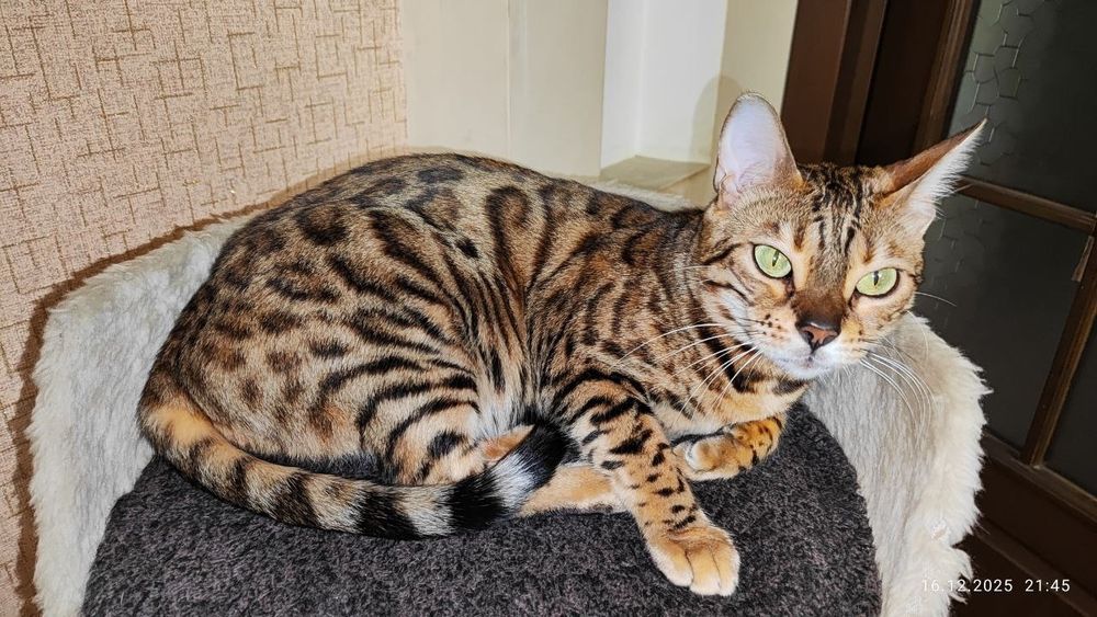 Toza Bengalskiy Qiz Bola Mushuk