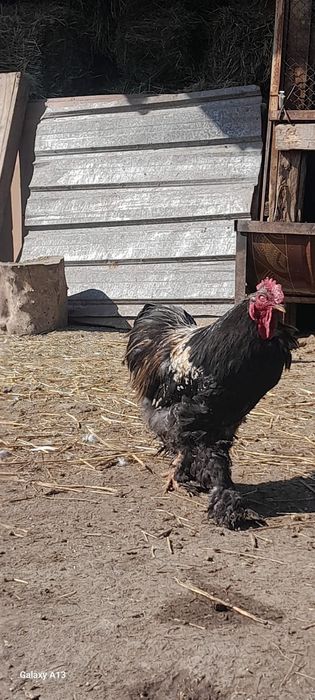 Продам хороших петухов