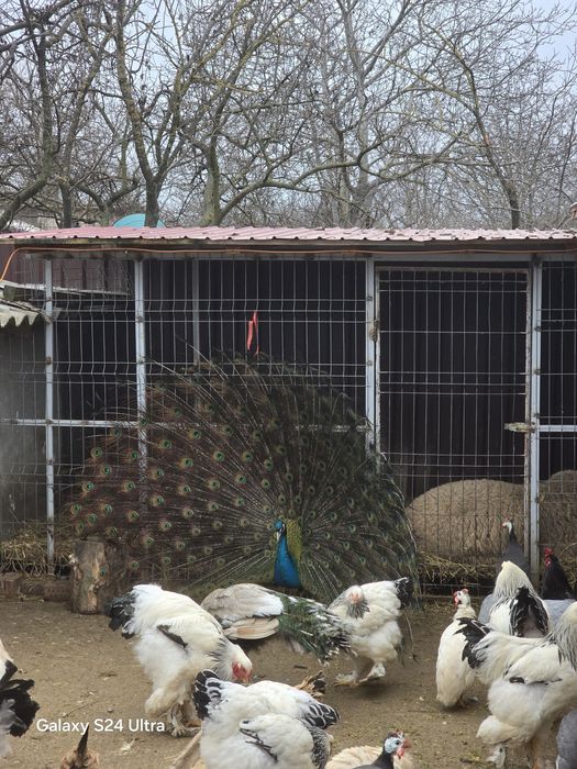 Paun umar negru de vanzare