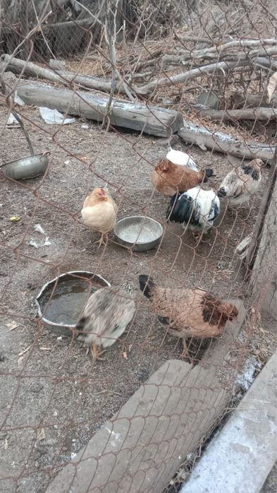 Продам курей с петухом