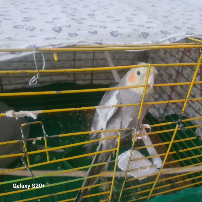 Продам попугаи Корелло очень кросивы сомец