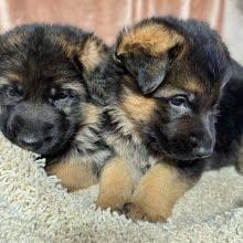 Щенки немецкой овчарки