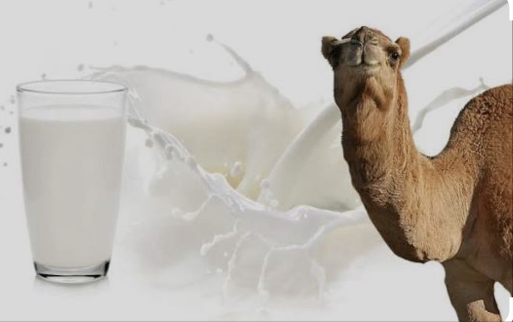 Шубат верблюжье молоко