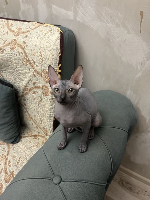 Продам котенка порода Сфинкс