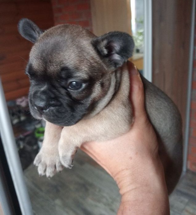 Французский бульдог ищет подругу