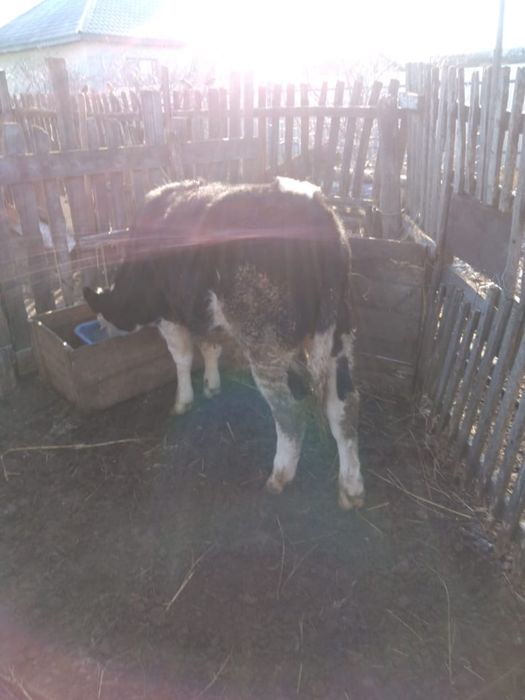 Сатылады баспактар