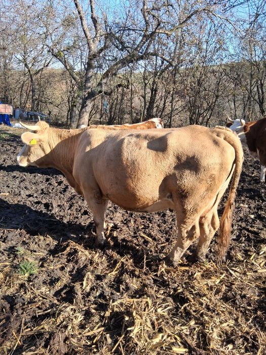 Vacă bălțata românească