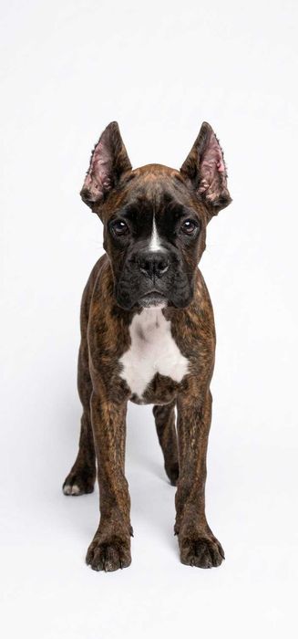 Продается щенок Кане-корсо