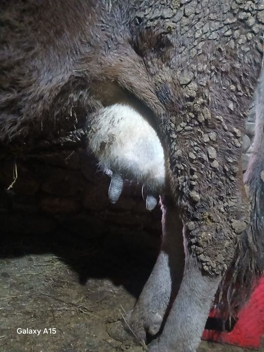 Vând vaci ,vitei și capre de rasa