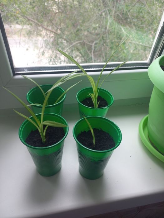 Продаются отростки Пандауса.