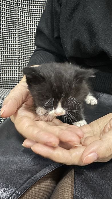Один котенка ищет дом