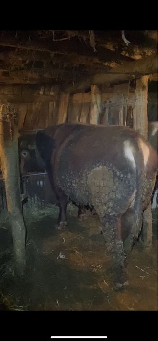 Откорм бұқа 6 бас—(бык)