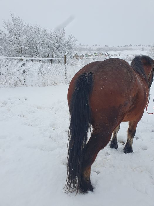Vând mânza semi grea