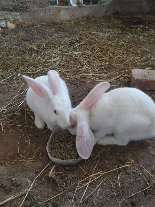 Куён сотилади. Продам кроликов  самсов.