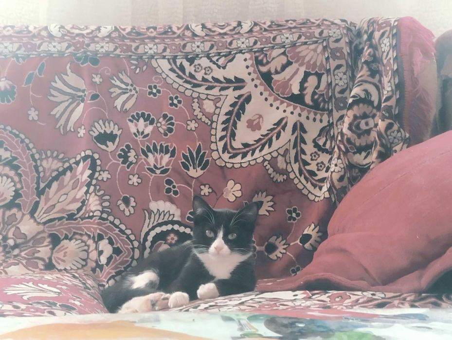 Юная малышка, компанейская ищет любящую семью,стерилизованная