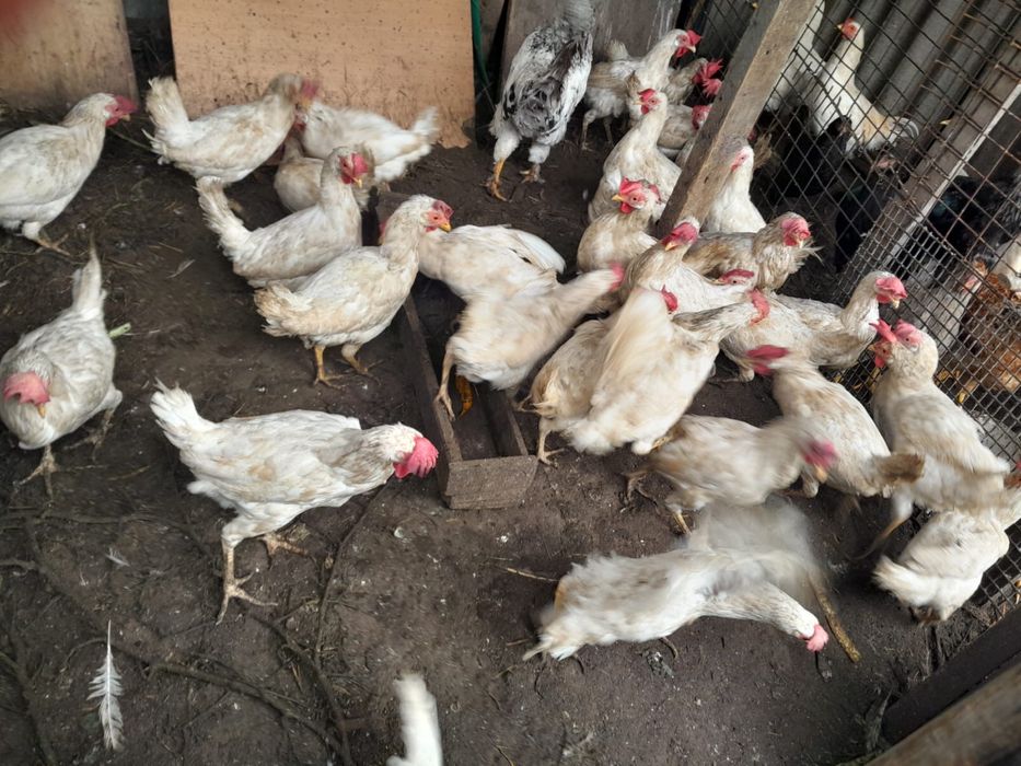 Продам домашние курицы