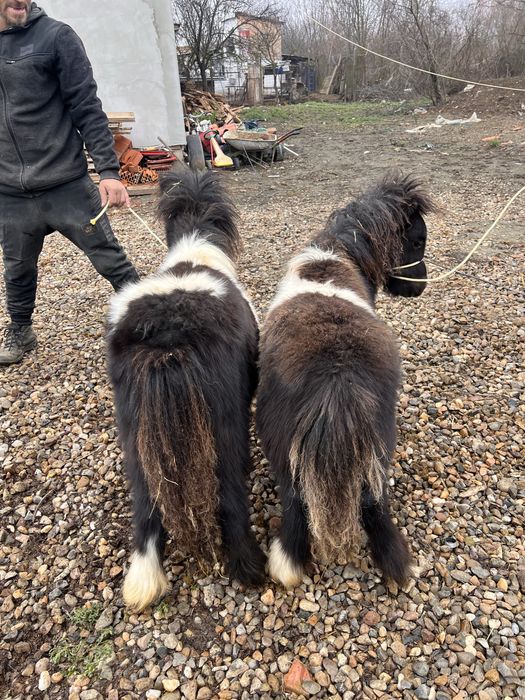 Ponei de vanzare adusi din olanda acte pedigri