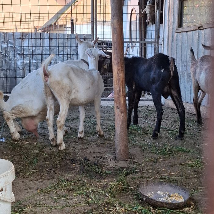 Vând capre și țapi saanen și anglo nubiene