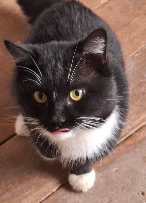 Молодой котик в семью