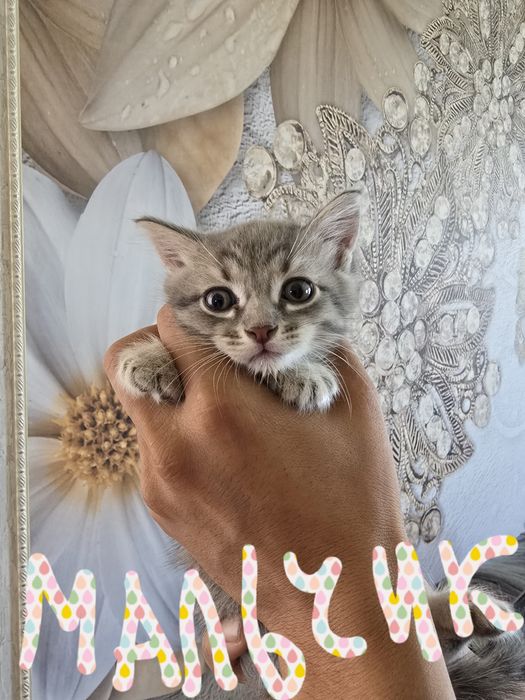 Отдам котят в добрые руки