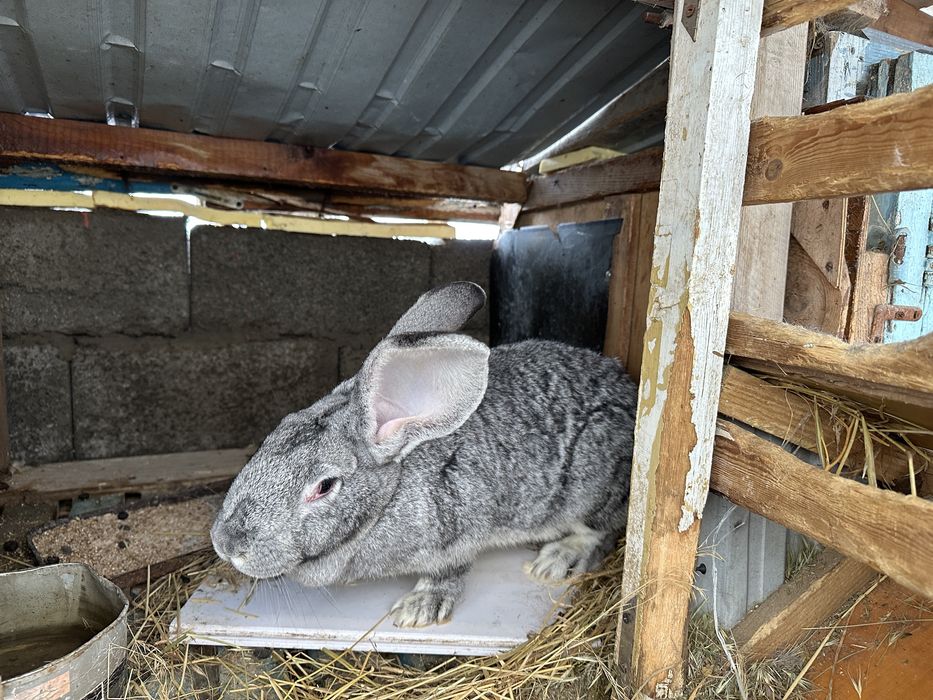 Кролики оптом срочно