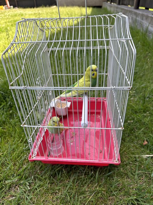 Papagali perusi cu colivie completa si accesorii