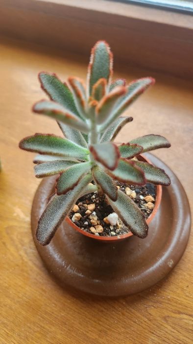 Каланхоэ войлочное