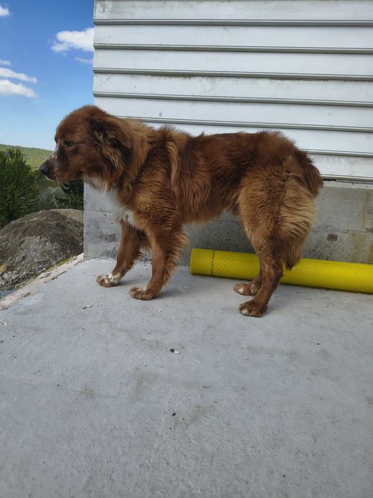 Câine de donat urgent