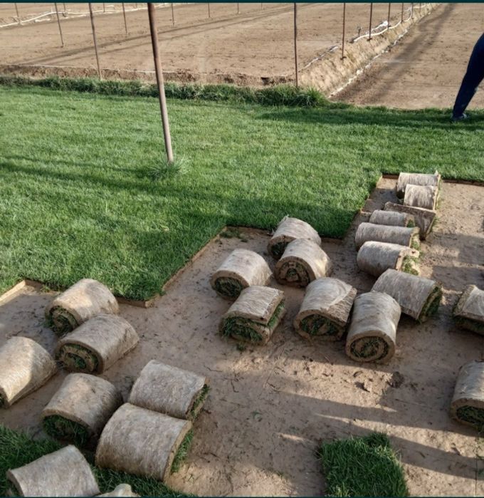 Tayyor gazon ornatish landshaft dizayn xizmati