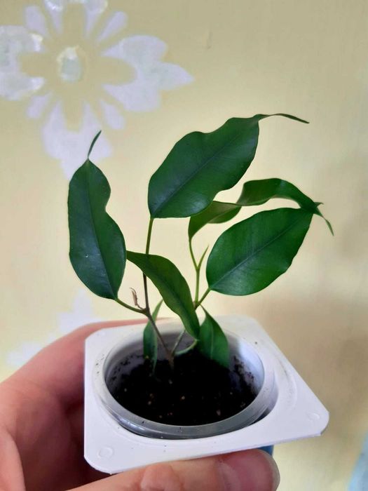 Нанук гибискус фикус