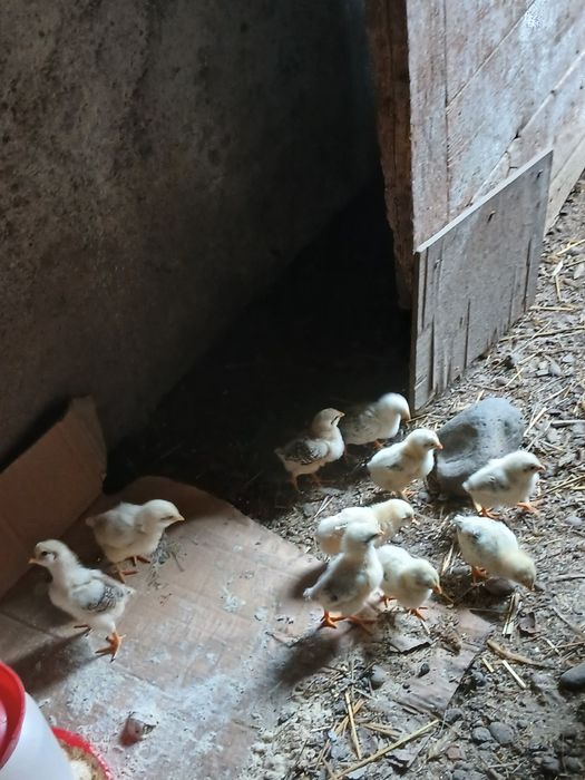 Vând puișori din oua de la găinile din curte!