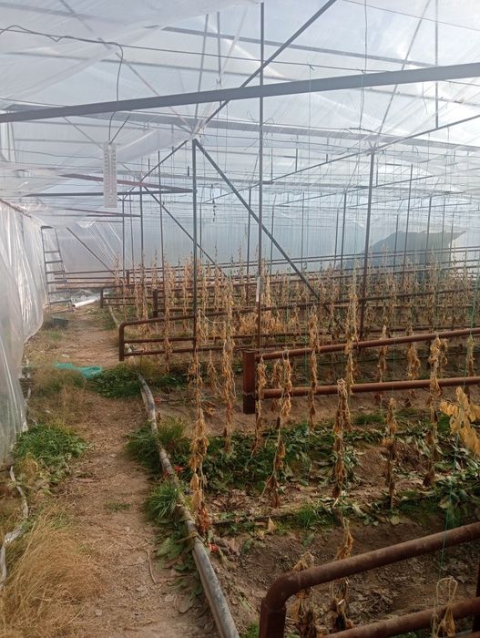 Теплица 7 соток.